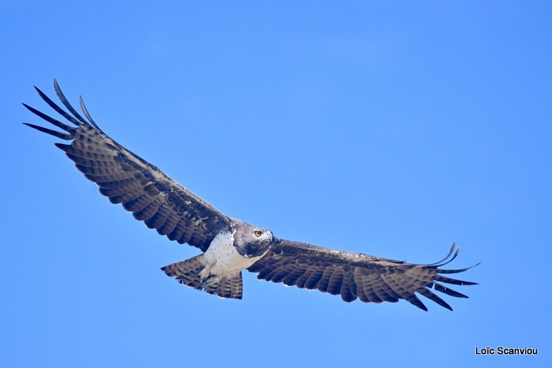 Aigle martial/Martial Eagle (6)
