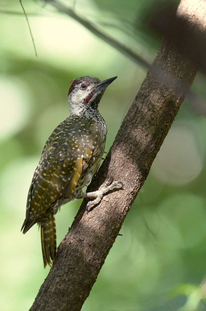 Pic à queue dorée/Golden-tailed Woodpecker (1)