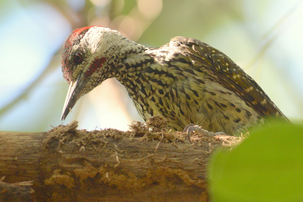 Pic à queue dorée/Golden-tailed Woodpecker (2)