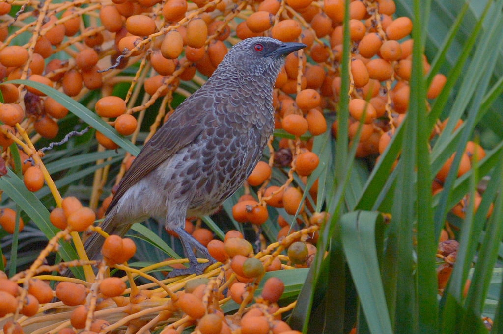 Cratérope fléché/Arrow-marked Babbler (3)