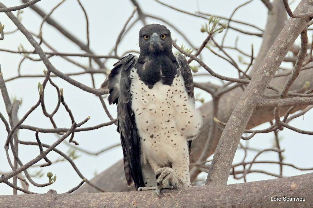 Aigle martial/Martial Eagle (1)