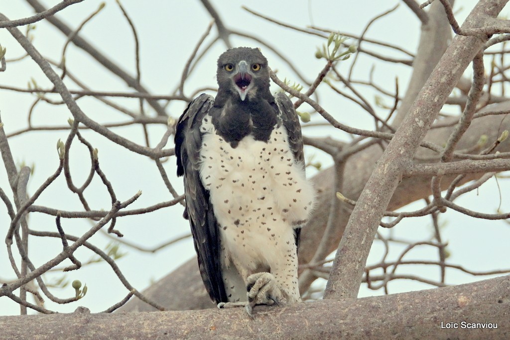 Aigle martial/Martial Eagle (2)