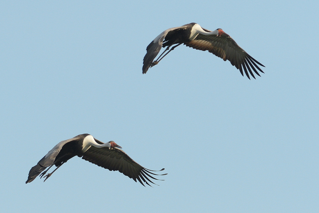 Grue caronculée/Wattled Crane (1)