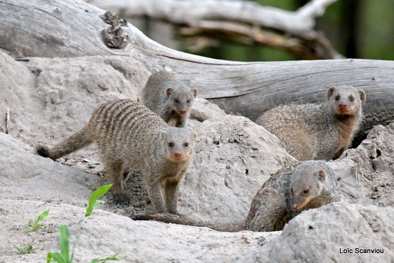 Mangouste rayée/Banded Mongoose (1)