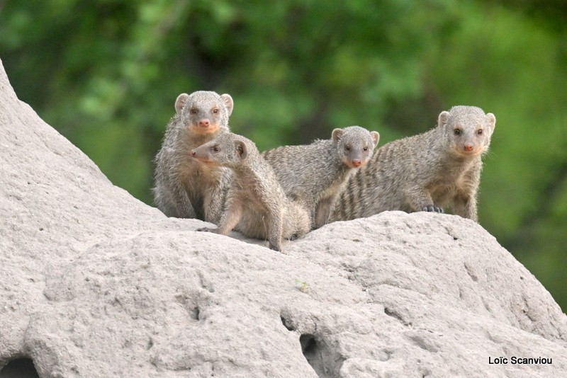 Mangouste rayée/Banded Mongoose (2)