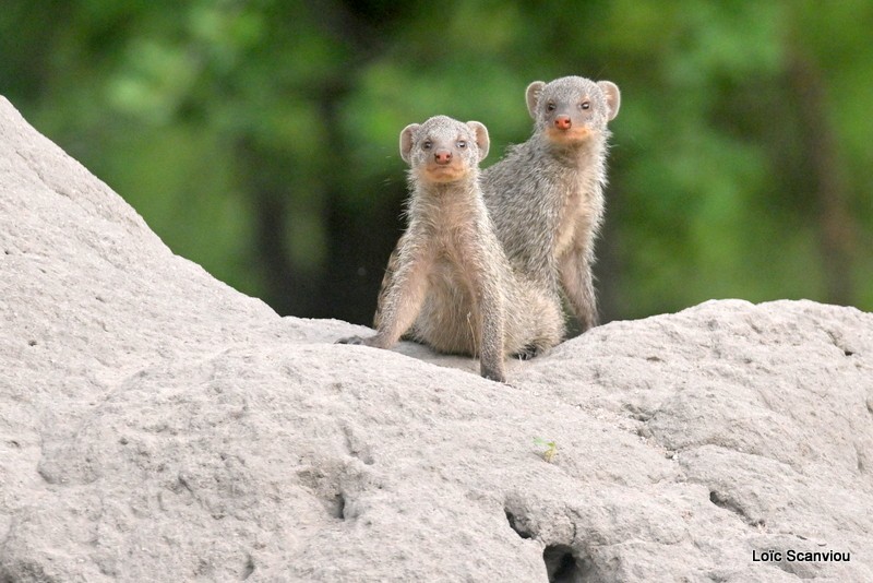 Mangouste rayée/Banded Mongoose (3)