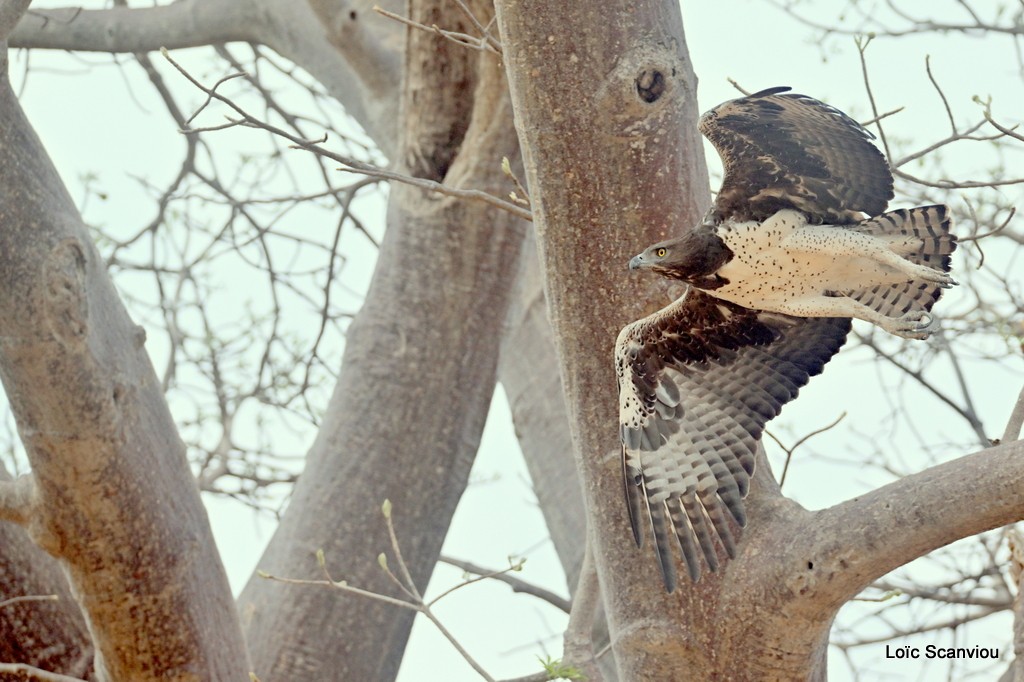 Aigle martial/Martial Eagle (3)
