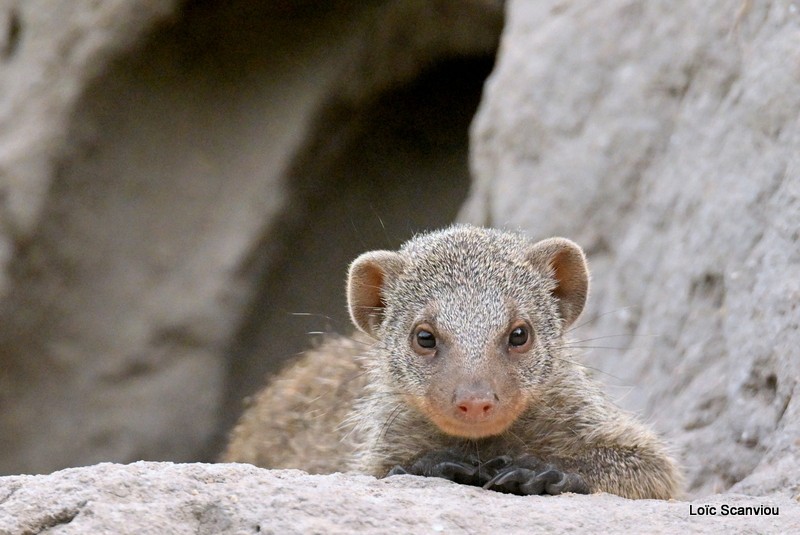 Mangouste rayée/Banded Mongoose (4)