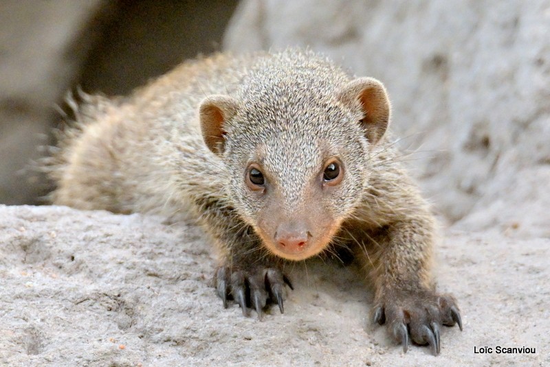Mangouste rayée/Banded Mongoose (5)