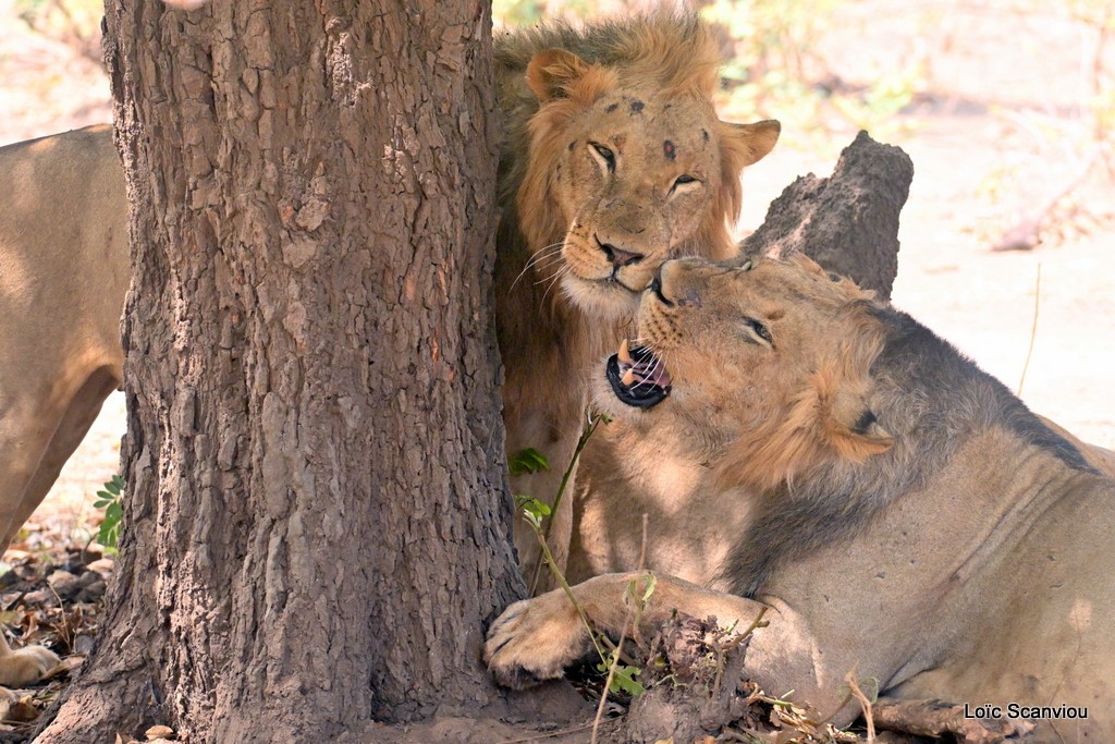 Lion (7)
