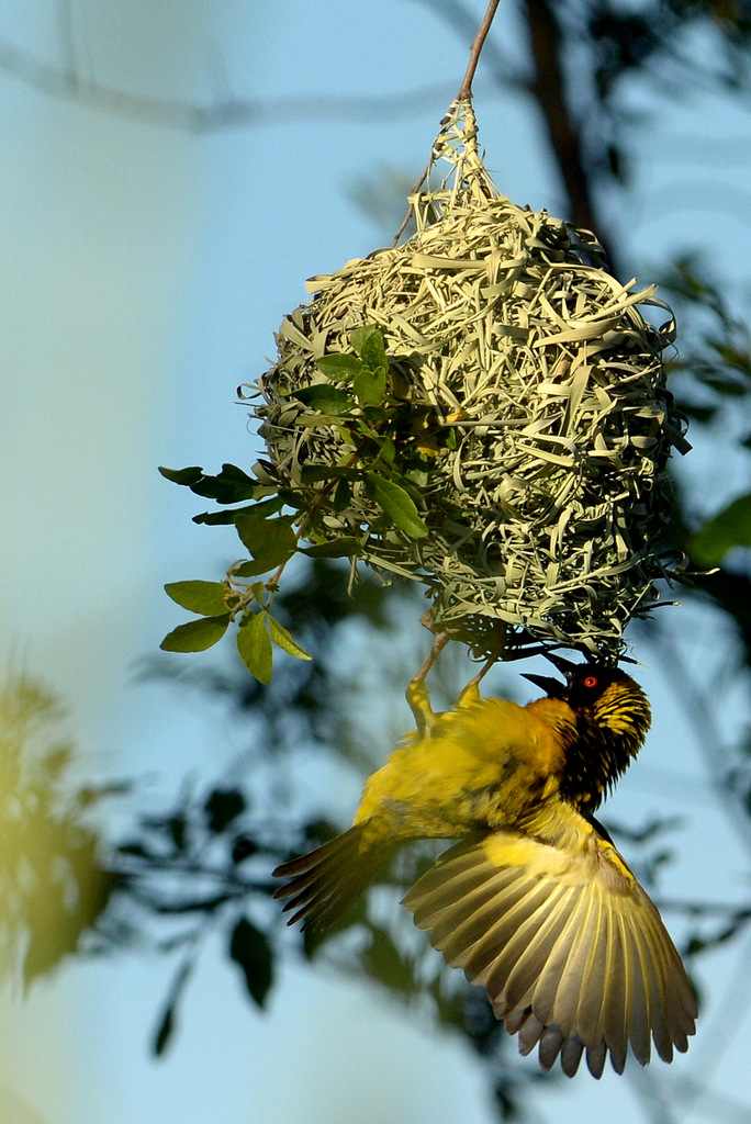 Tisserin/Weaver (1)