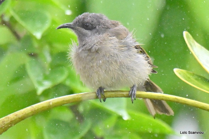 Méliphage à oreillons gris/Dark-brown Honeyeater