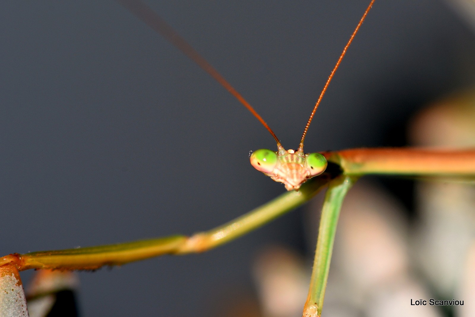 Mante religieuse/Praying Mantis (1)