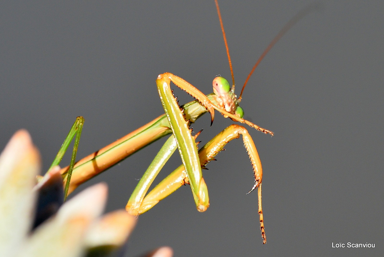 Mante religieuse/Praying Mantis (2)