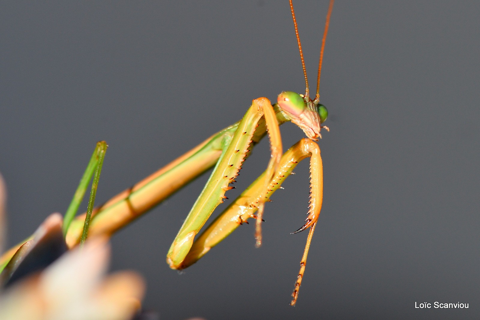 Mante religieuse/Praying Mantis (3)