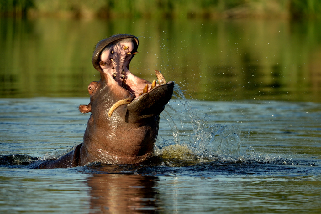 Hippopotame/Hippopotamus (1)