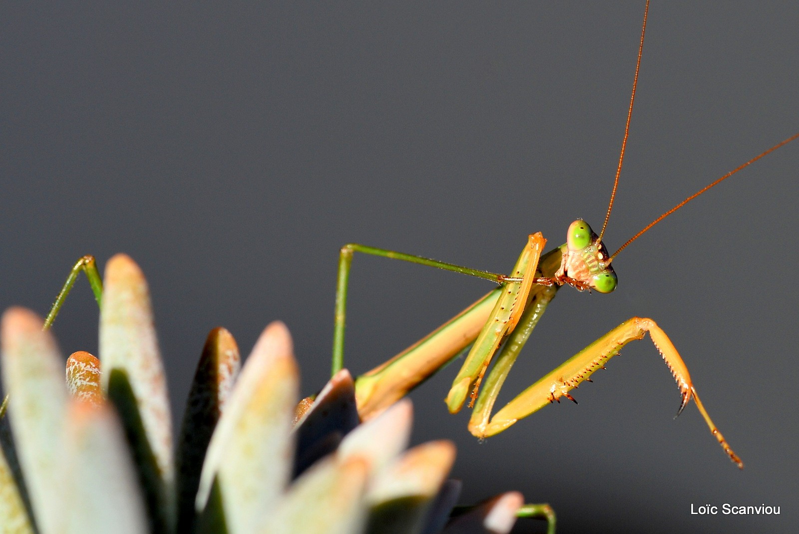 Mante religieuse/Praying Mantis (4)