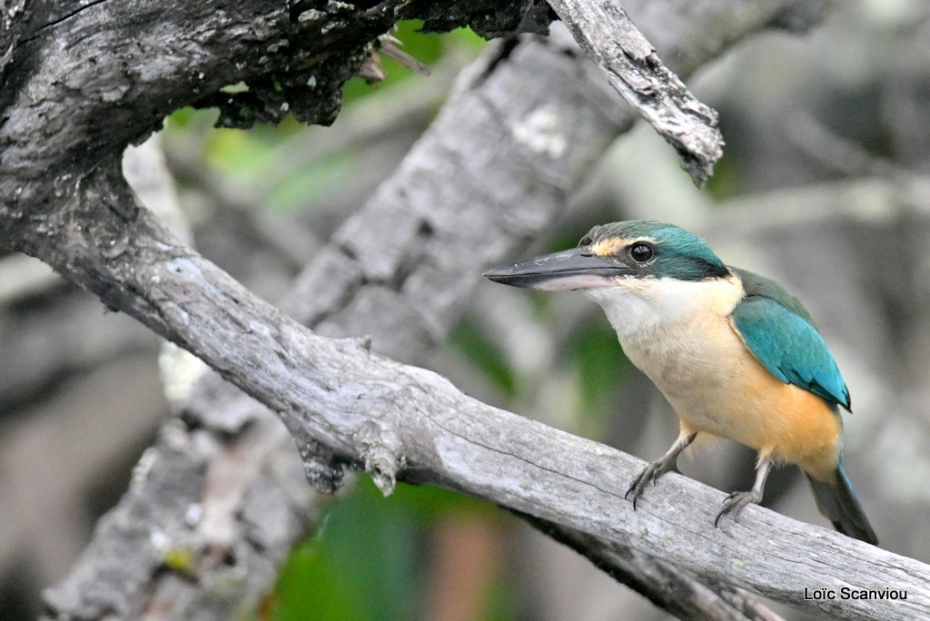 Martin-chasseur sacré/Sacred Kingfisher