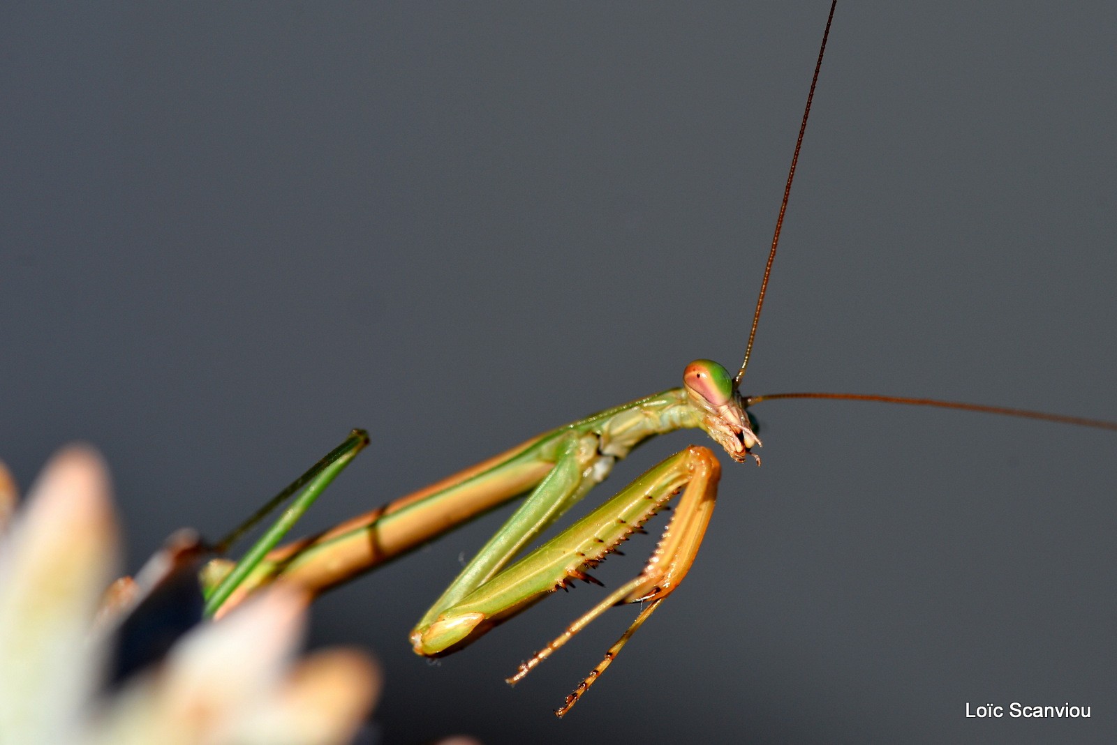 Mante religieuse/Praying Mantis (5)