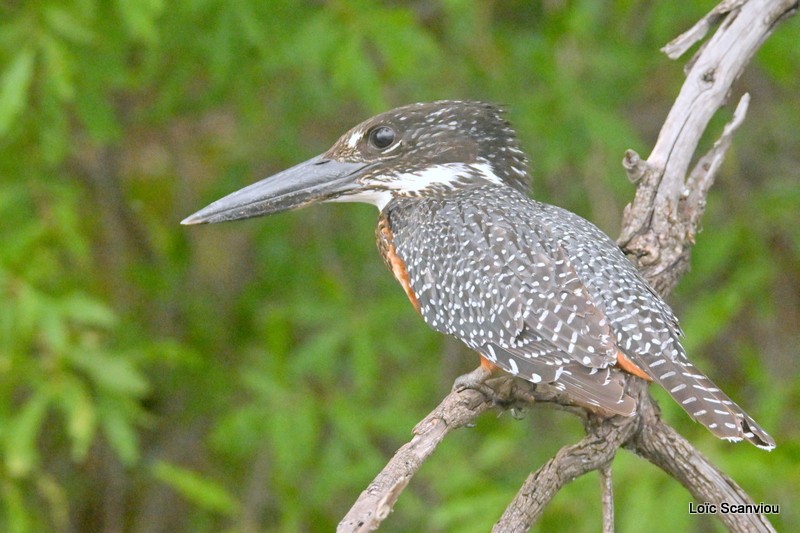 Martin-pêcheur géant/Giant Kingfisher