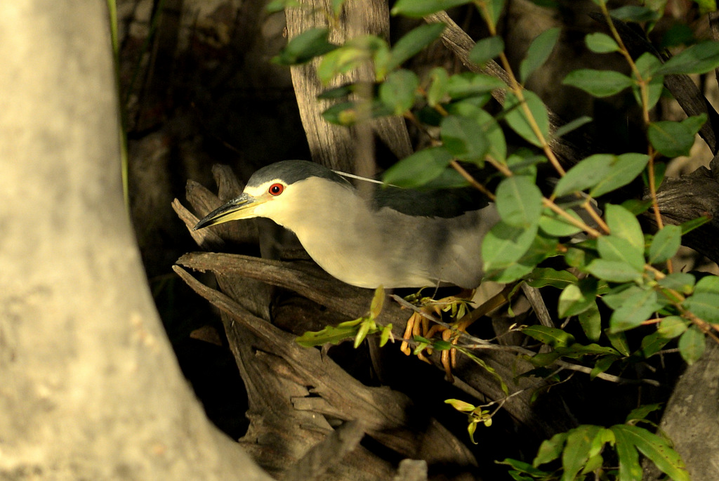 Bihoreau gris/Black-crowned Night-Heron (1)