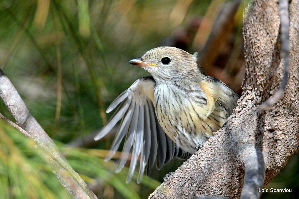 Siffleur itchong/Rufous Whistler 