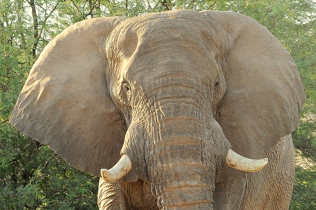 Eléphant du désert