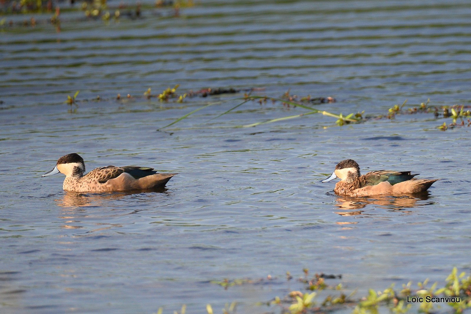 Sarcelle hottentote/Hottentot Teal (1)