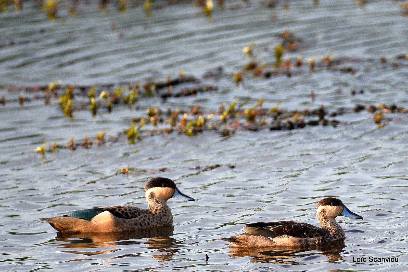 Sarcelle hottentote/Hottentot Teal (2)