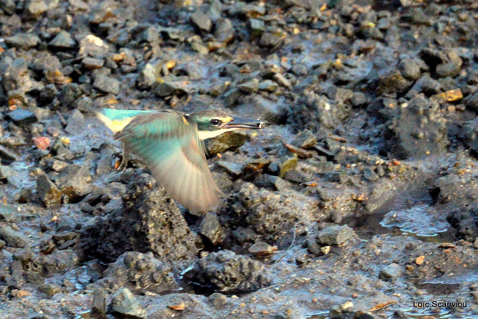 Martin-chasseur sacré/Sacred Kingfisher (10)