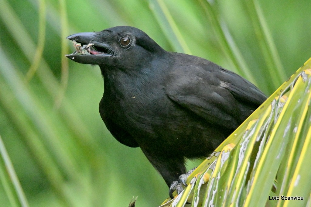 Corbeau calédonien/New Caledonian Crow 