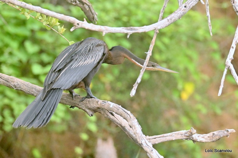 Anhinga d'Afrique/African Darter