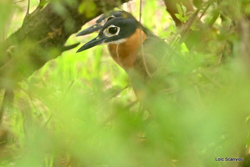 Bihoreau à dos blanc/White-backed Night-Heron (1)