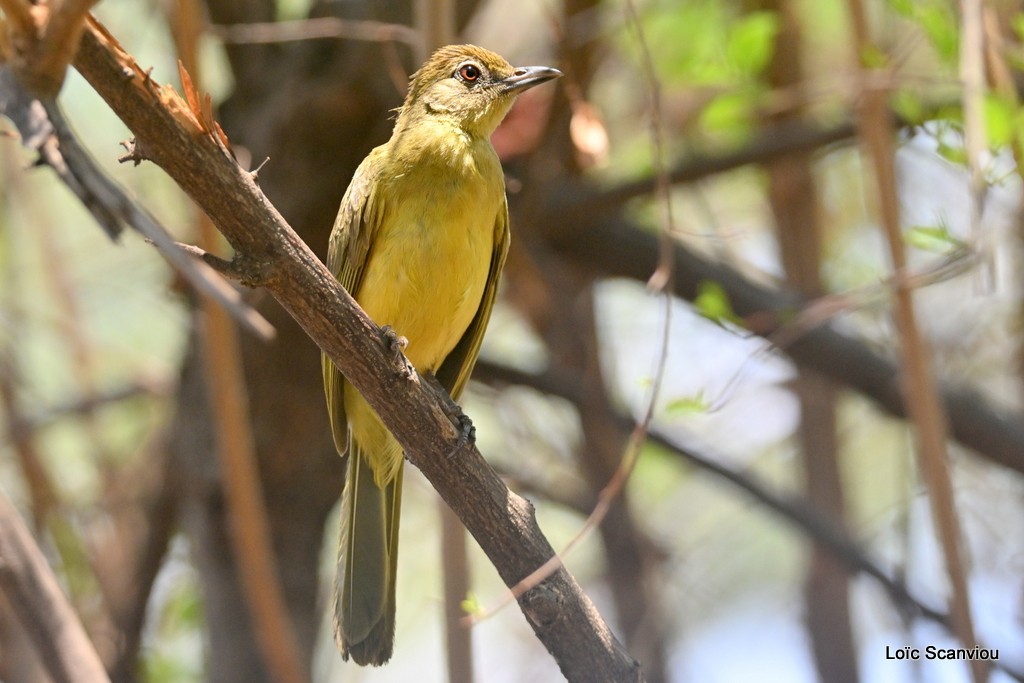 Bulbul à poitrine jaune/Yellow-bellied Greenbul 