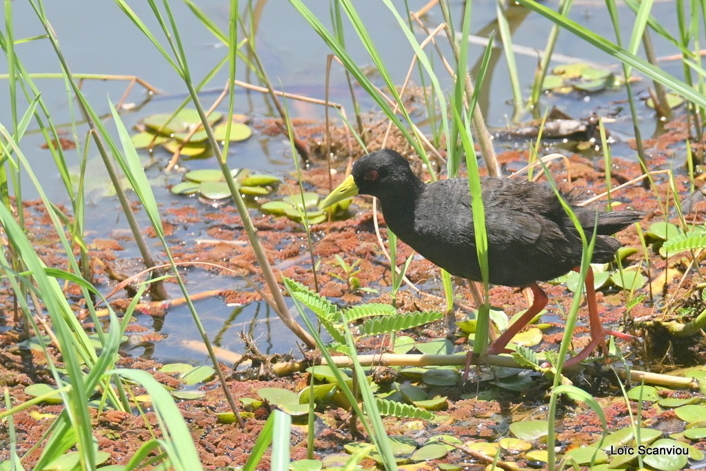 Râle à bec jaune/Black Crake 