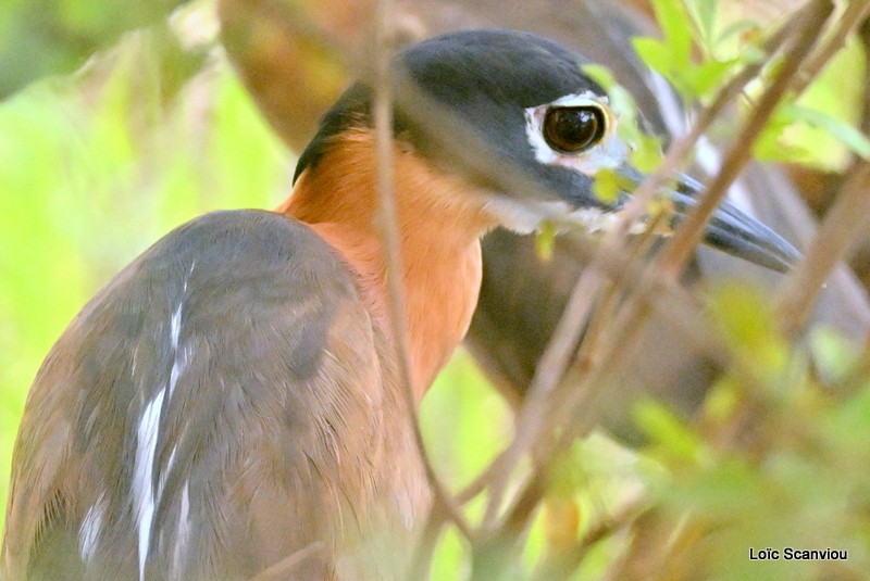 Bihoreau à dos blanc/White-backed Night-Heron (2)
