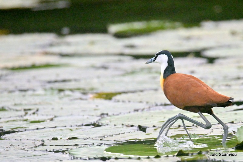Jacana à poitrine dorée/African Jacana (1)