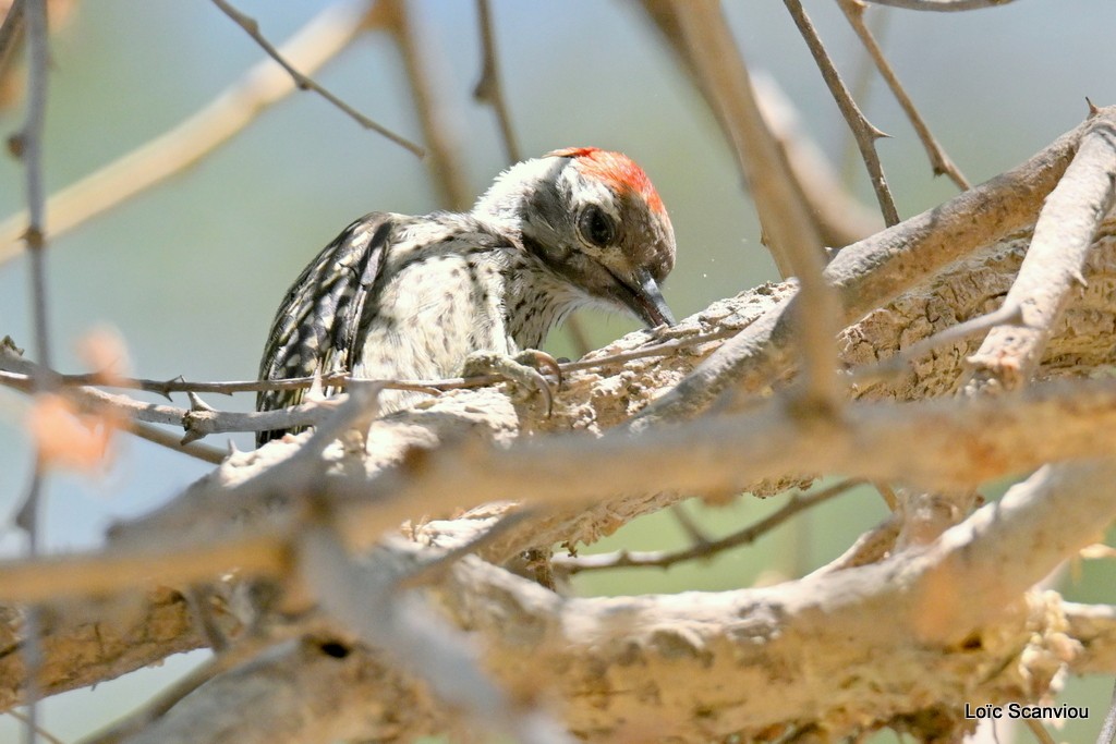 Pic cardinal/Cardinal Woodpecker (1)