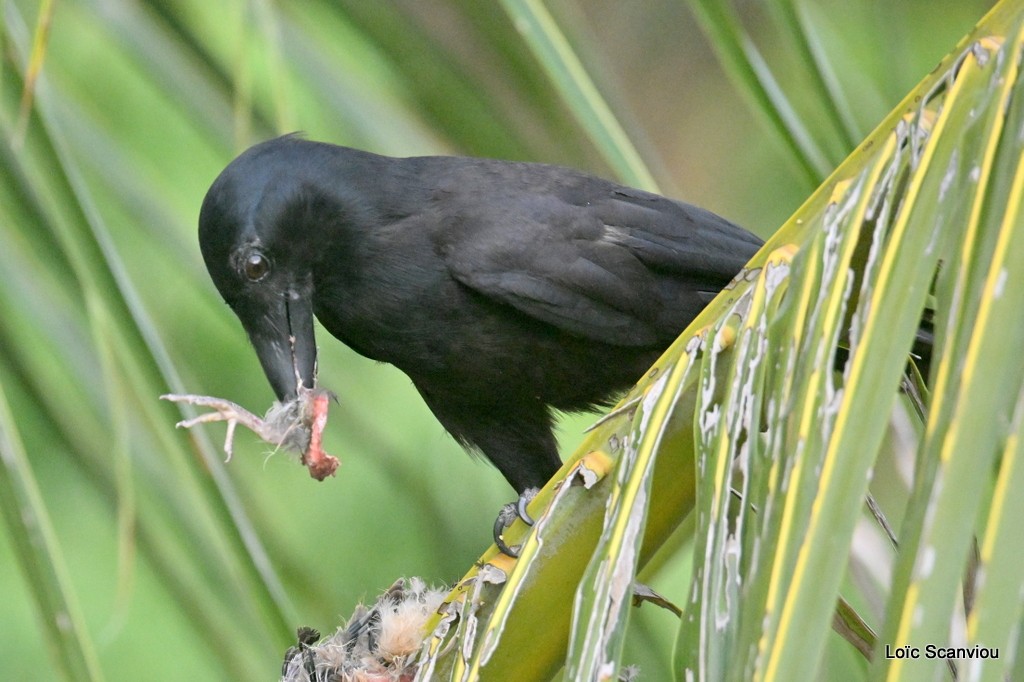 Corbeau calédonien/New Caledonian Crow 