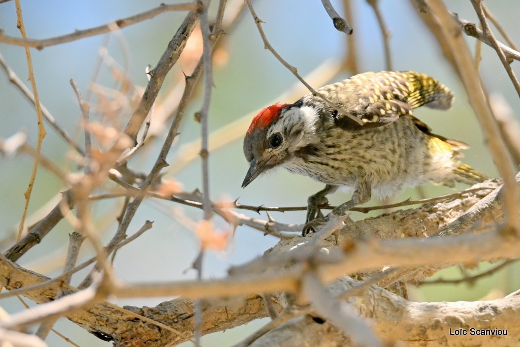 Pic cardinal/Cardinal Woodpecker (2)