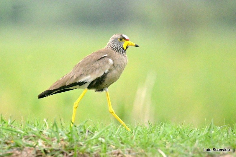 Vanneau du Sénégal/African wattled Lapwing