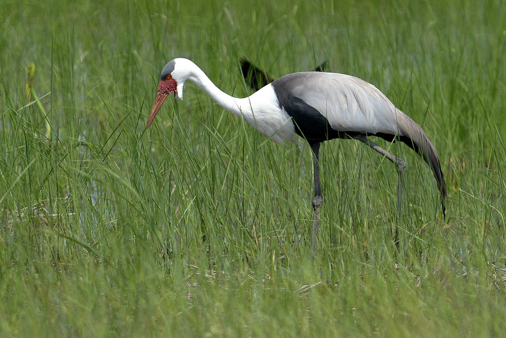 Grue caronculée/Wattled Crane (1)