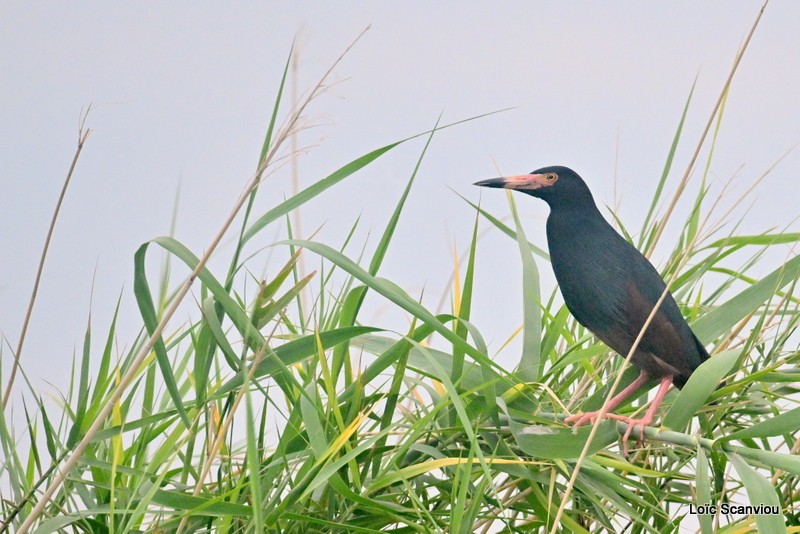 Crabier à ventre roux/Rufous-bellied Heron