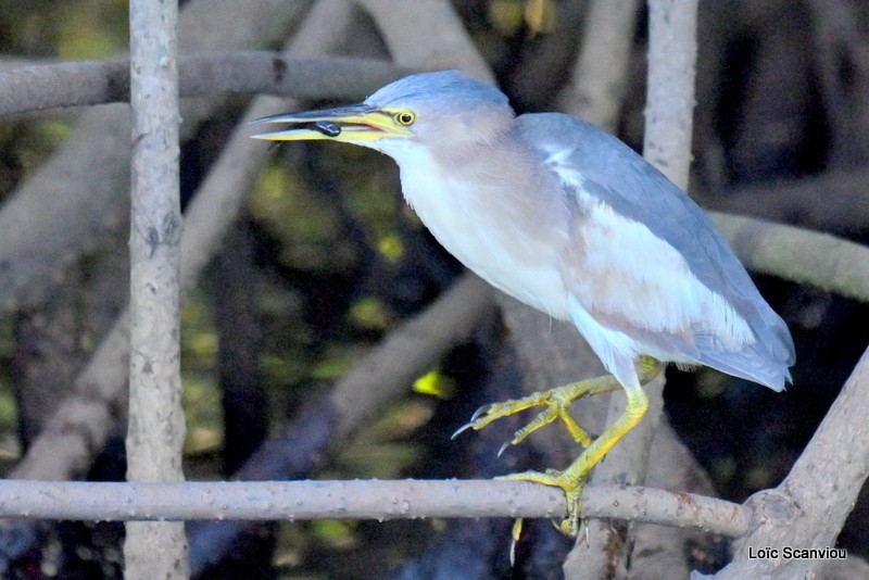 Blongios nain/Black-backed Bittern