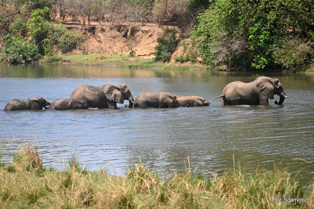 Éléphant d'Afrique/Savanna Elephant (25)