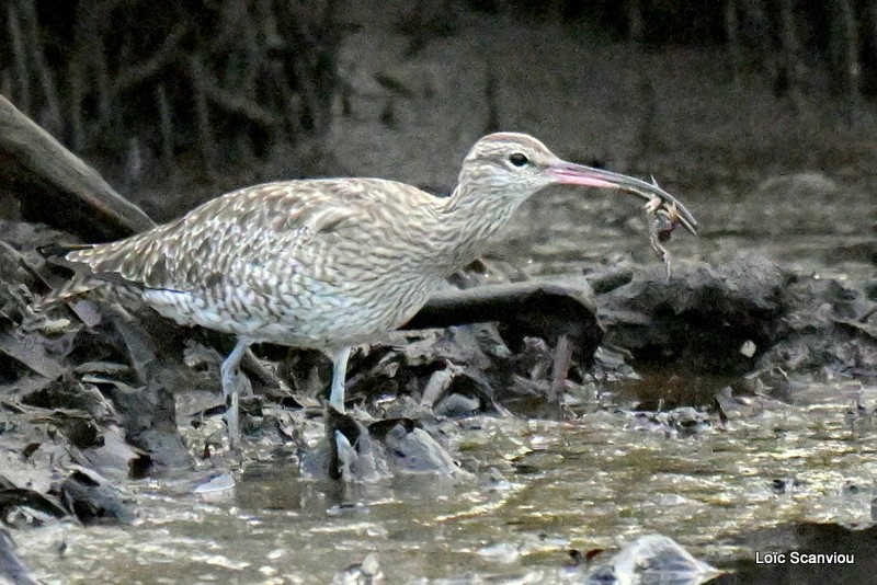 Courlis corlieu/Whimbrel