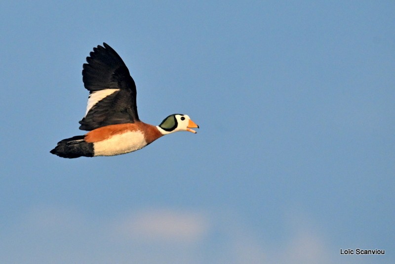 Anserelle naine/African Pygmy Goose (2)