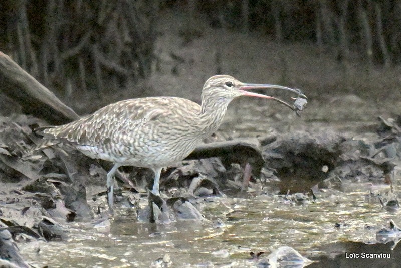 Courlis corlieu/Whimbrel