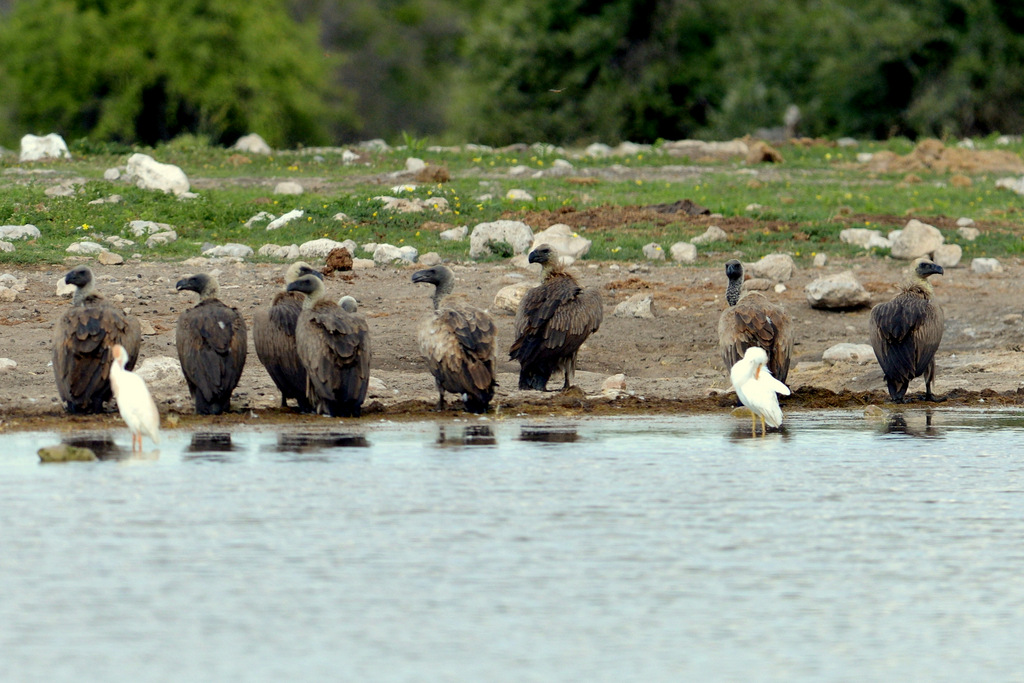 Vautours/Vultures (1)