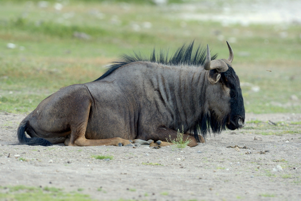 Gnou/Wildebeest (3)